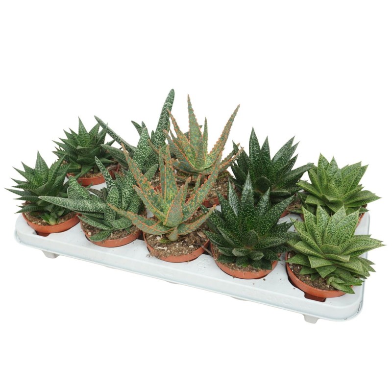 aloesy mix sadzonki.jpg