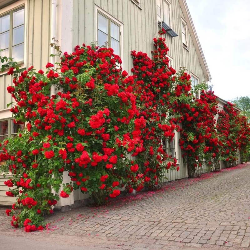 Róża pnąca 'czerwona' (Rosa) Sadzonka C2 (1).jpg