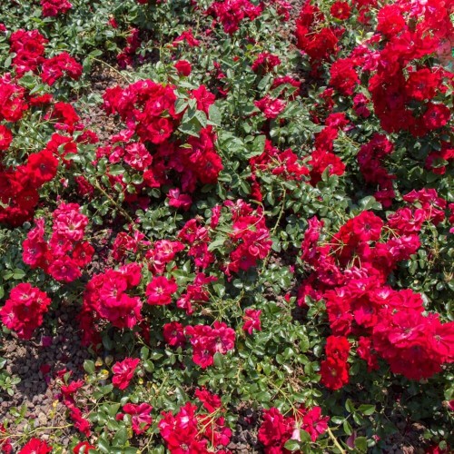 Róża okrywowa czerwona Fairy Dance HARWARD sadzonka C2