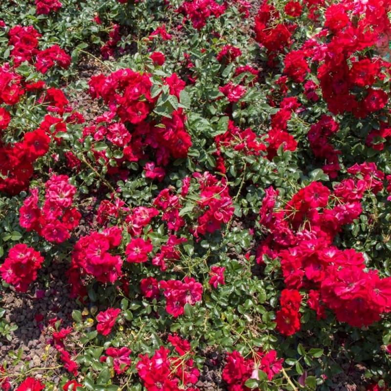 Róża okrywowa czerwona Fairy Dance HARWARD (Rosa) Sadzonka C2.jpg