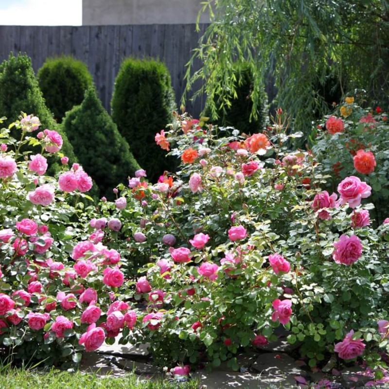 Róża rabatowa 'różowa' (Rosa) Sadzonka C2 (2).jpg