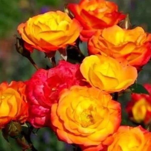 Róża rabatowa żółto- pomarańczowa sadzonka C2