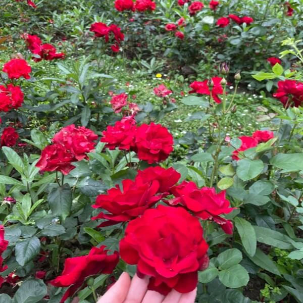 Róża rabatowa 'czerwona' (Rosa) Sadzonka C2 (2).jpg