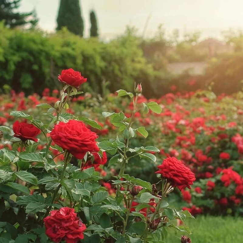 Róża rabatowa 'czerwona' (Rosa) Sadzonka C2 (1).jpg