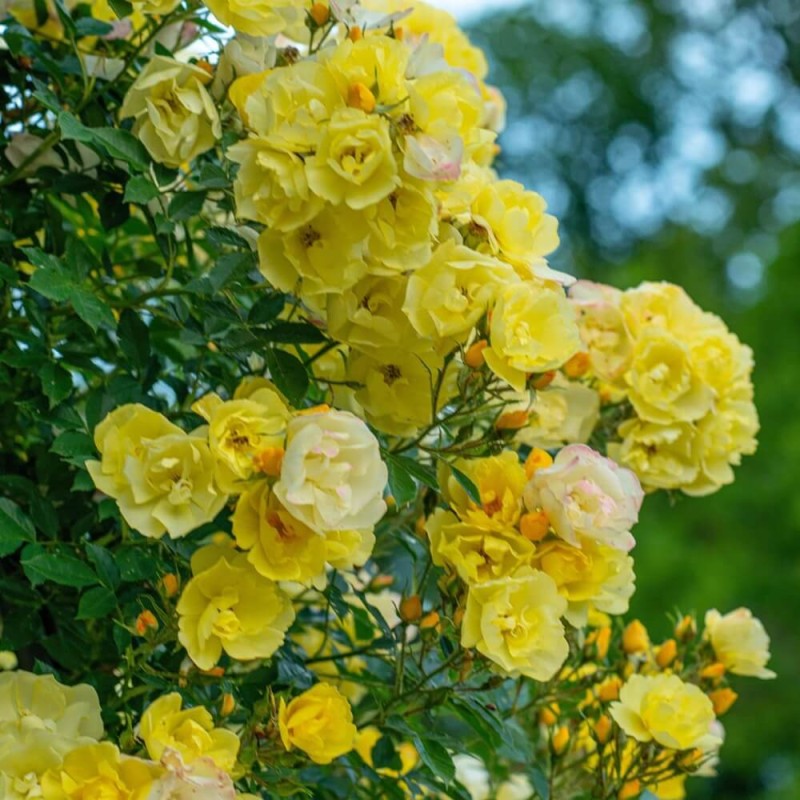 Róża pnąca 'żółta' (Rosa) Sadzonka C2 (2).jpg