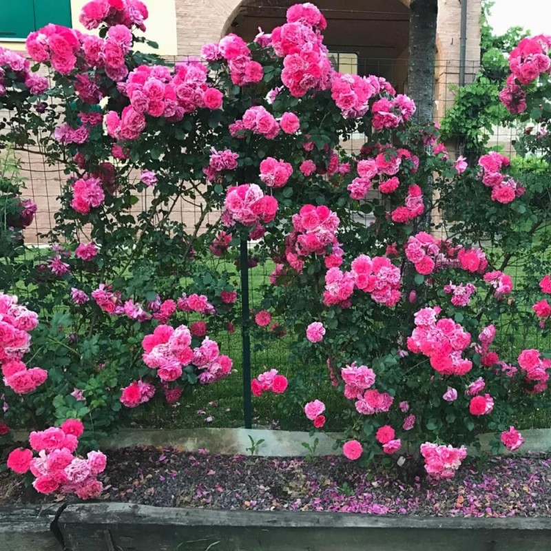 Róża pnąca 'różowa' (Rosa) Sadzonka C2 (1).jpg