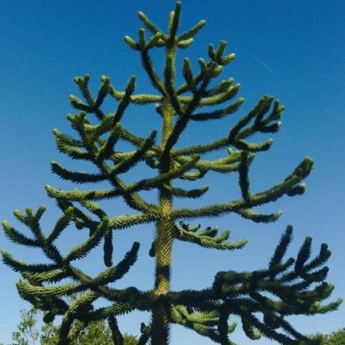 Araukaria chilijska sadzonka C1