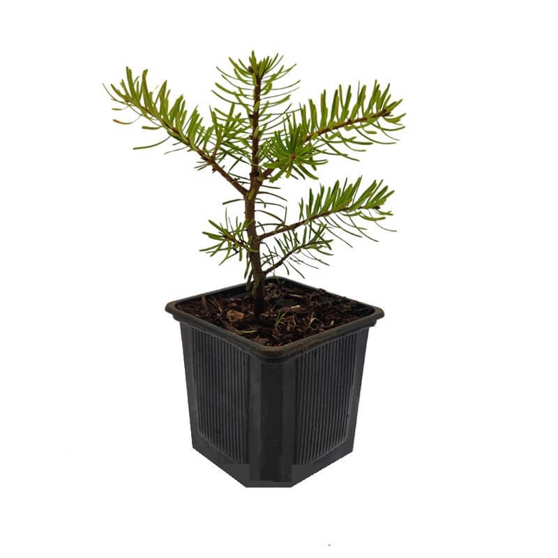 Jodła koreańska (Abies koreana) Sadzonka P9C2 (1).jpg