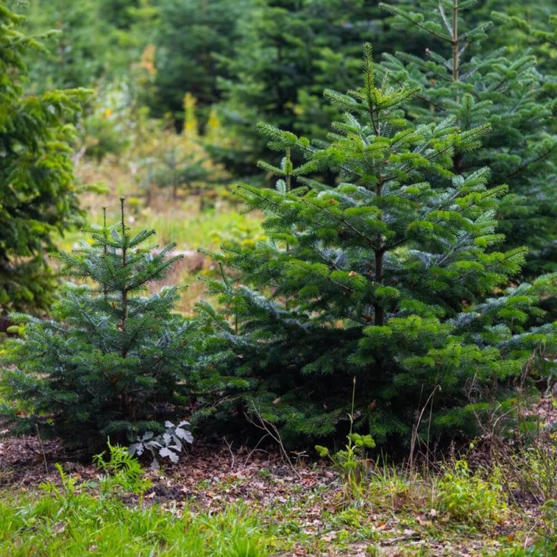 Jodła koreańska (Abies koreana) Sadzonka P9C2 (2).jpg