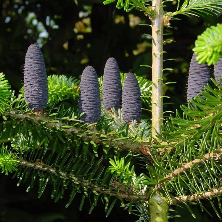 Jodła koreańska (Abies koreana) Sadzonka P9C2 (3).jpg