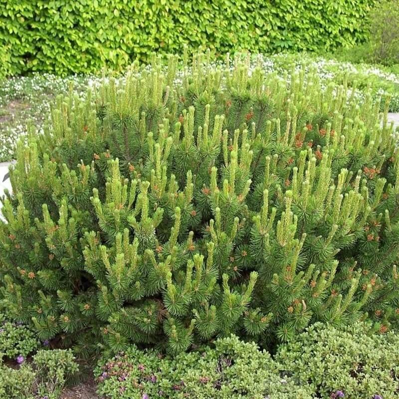 Kosodrzewina Pumillo (Pinus mugo var. pumilio) sadzonka (1).jpg