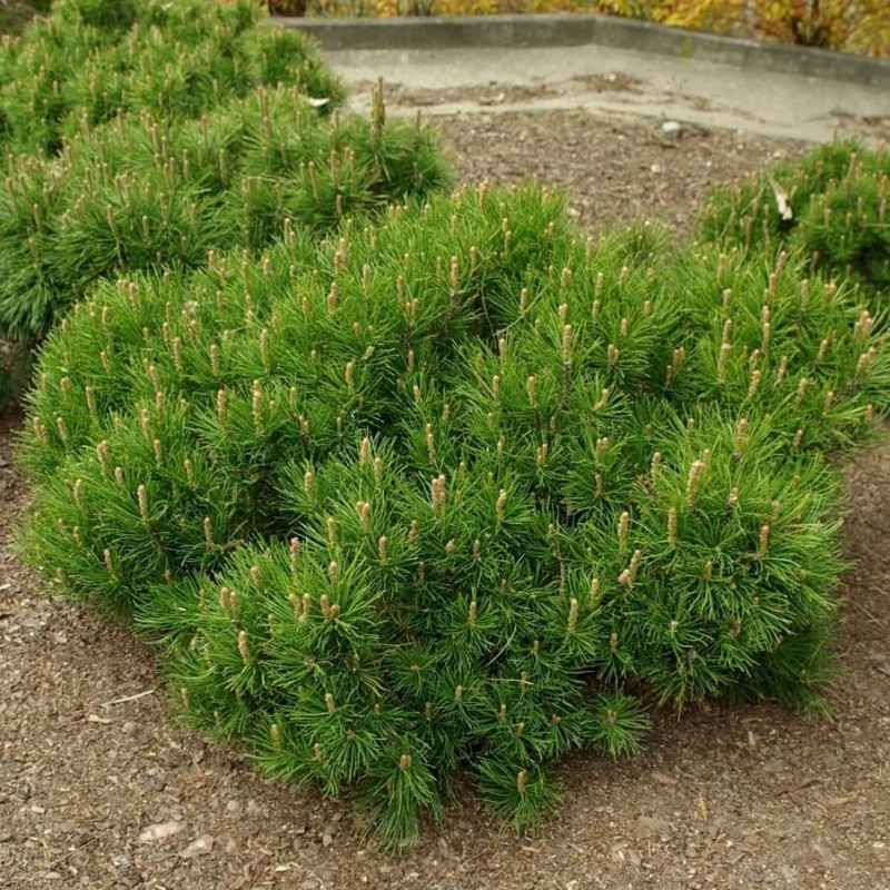 Kosodrzewina Pumillo (Pinus mugo var. pumilio) sadzonka (4).jpg