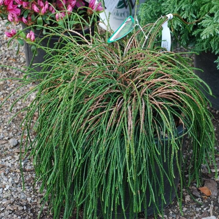 Tuja Żywotnik olbrzymi 'Whipcord' (Thuja plicata) Sadzonka C3 (2).JPG