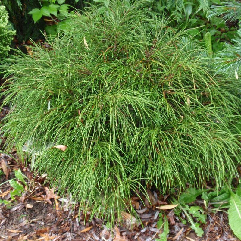 Tuja Żywotnik olbrzymi 'Whipcord' (Thuja plicata) Sadzonka C3 (3).jpg