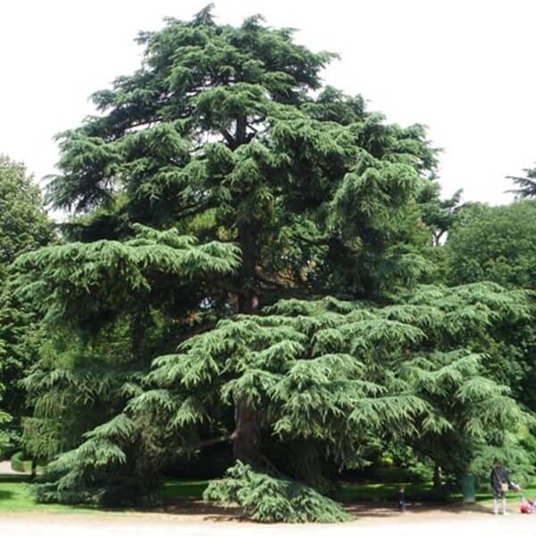 Cedr Himalajski (Cedrus deodara) Sadzonka P9 (2).jpg