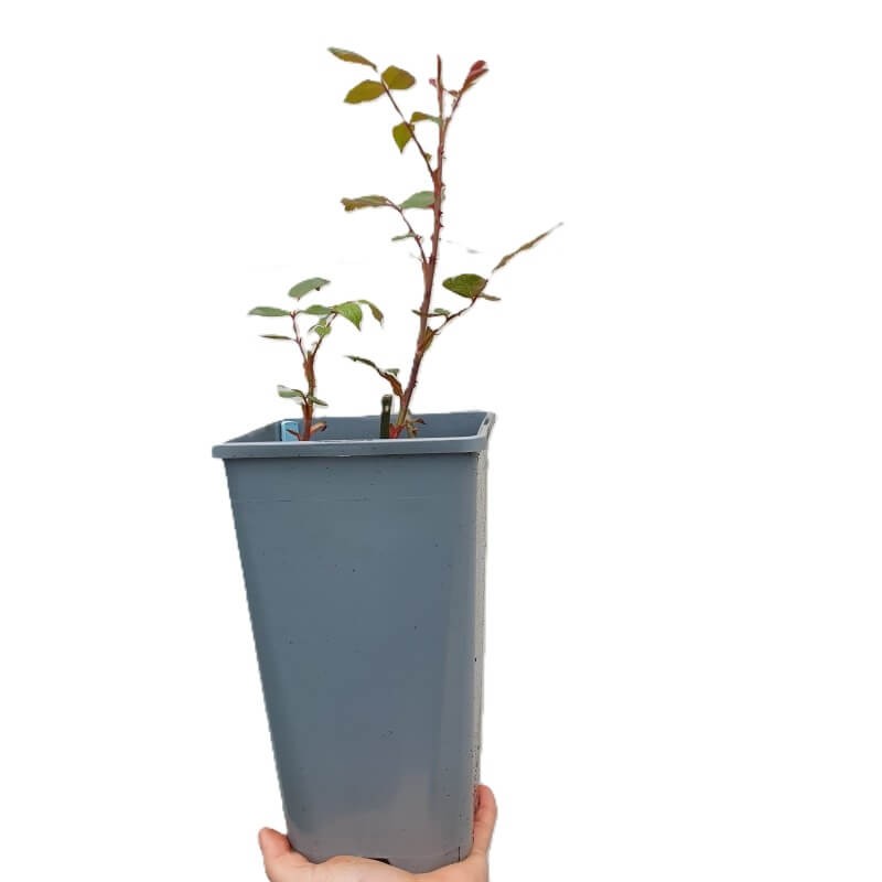 Róża pnąca 'czerwona' (Rosa) Sadzonka C2 (2)