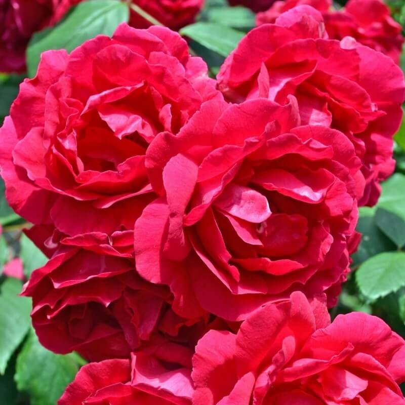 Róża okrywowa czerwona Fairy Dance HARWARD (Rosa) Sadzonka C2 (7) (1).jpg