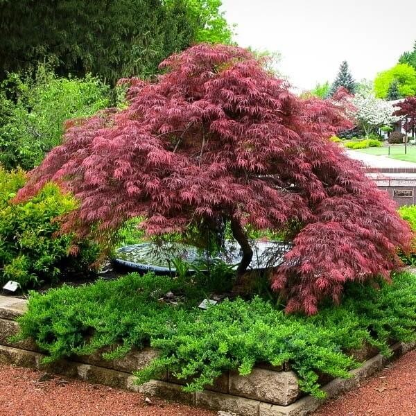 Klon Palmowy GARNET Szczepiony (Acer palmatum) Sadzonka C2 (2).jpg