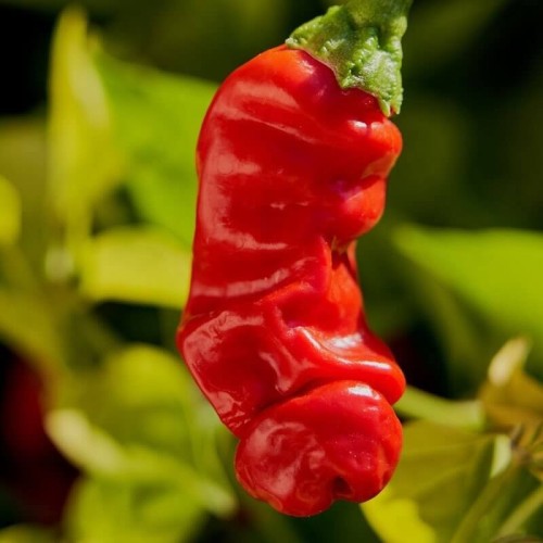 Papryka ostra Papryfiutki nasiona