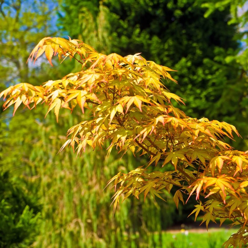 Klon Palmowy KATSURA (Acer palmatum) Sadzonka C1,5 (1).jpg
