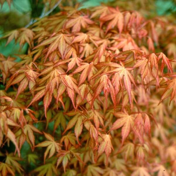 Klon Palmowy KATSURA (Acer palmatum) Sadzonka C1,5 (2).jpg