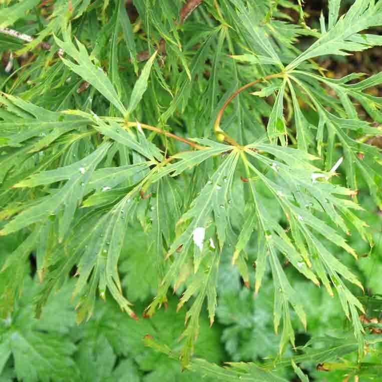 Klon Palmowy DISSECTUM Szczepiony (Acer palmatum) Sadzonka C1 (4).jpg