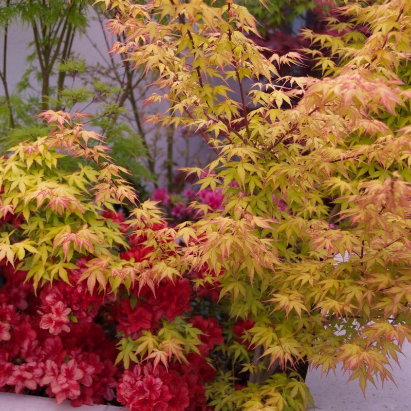 Klon Palmowy ORANGE DREAM (Acer palmatum) Sadzonka C3 (3).jpg
