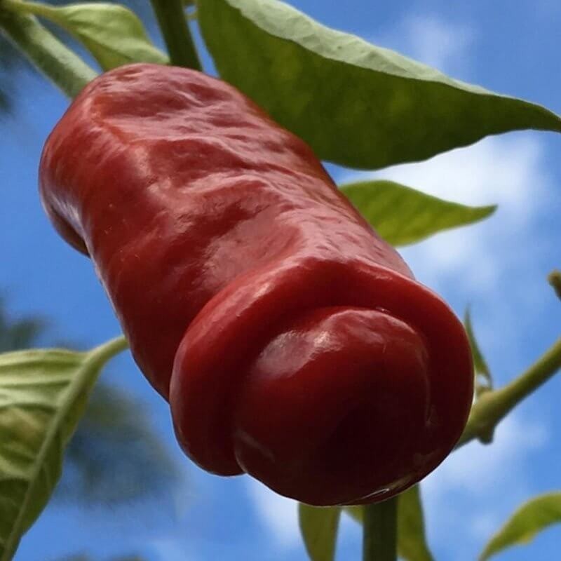 Papryka ostra PAPRYFIUTKI (3).jpg