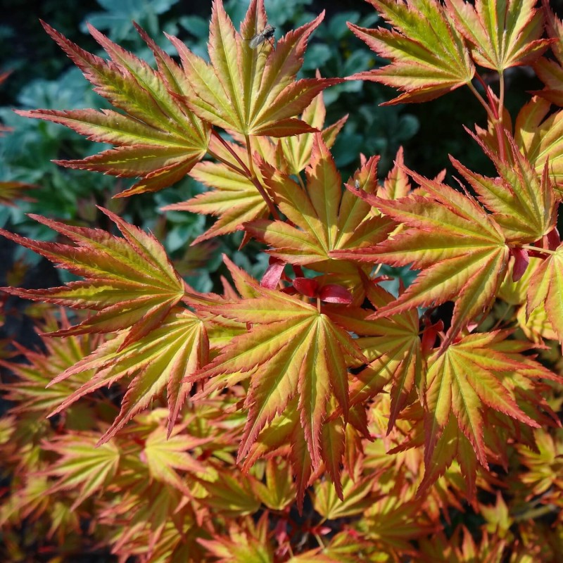 Klon Palmowy ORANGE DREAM (Acer palmatum) Sadzonka C1,5 (2).jpg