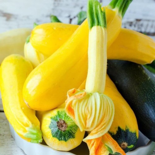 Cukinia żółta Rozsada sadzonka C1,5