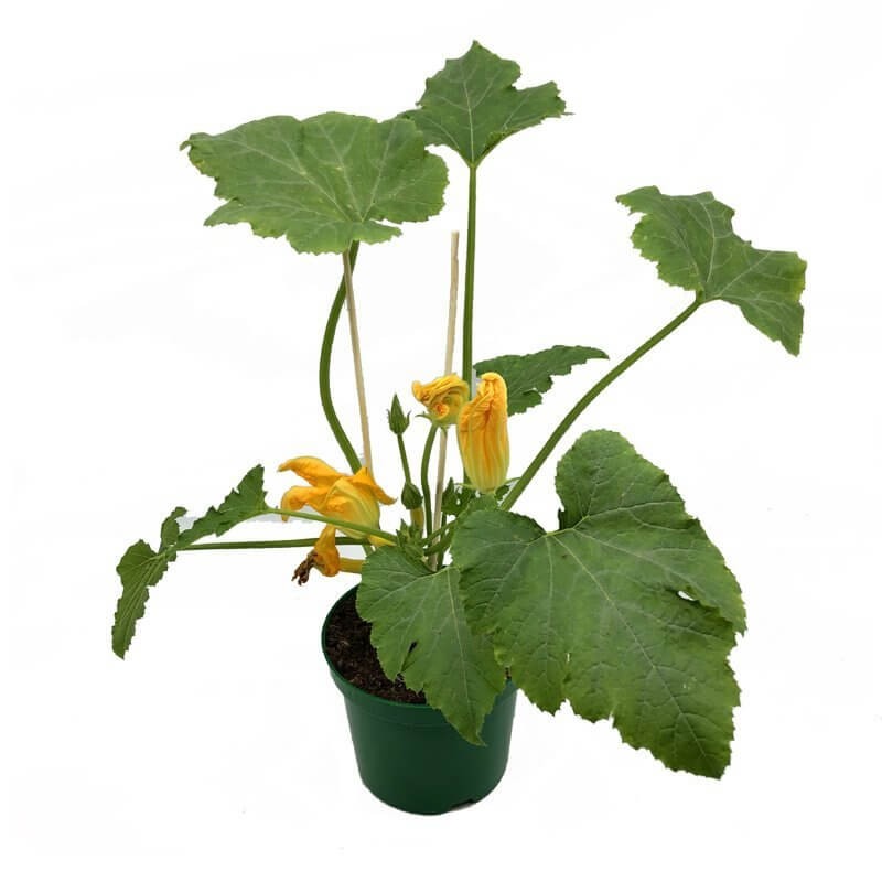 Cukinia żółta Rozsada Sadzonka C1,5 (2).jpg