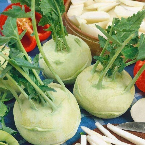 Kalarepa  (Rozsada warzyw) sadzonka 6-pak