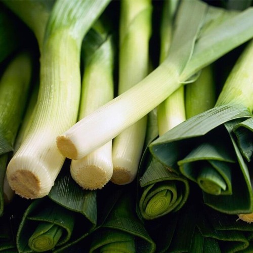 Por  (Rozsada warzyw) sadzonka 6-pak