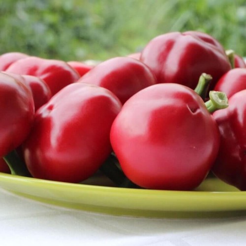 Papryka ostra Koral nasiona 015g