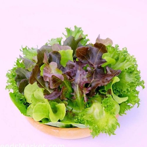 Sałata mix odmian (Rozsada warzyw) sadzonka 6-pak