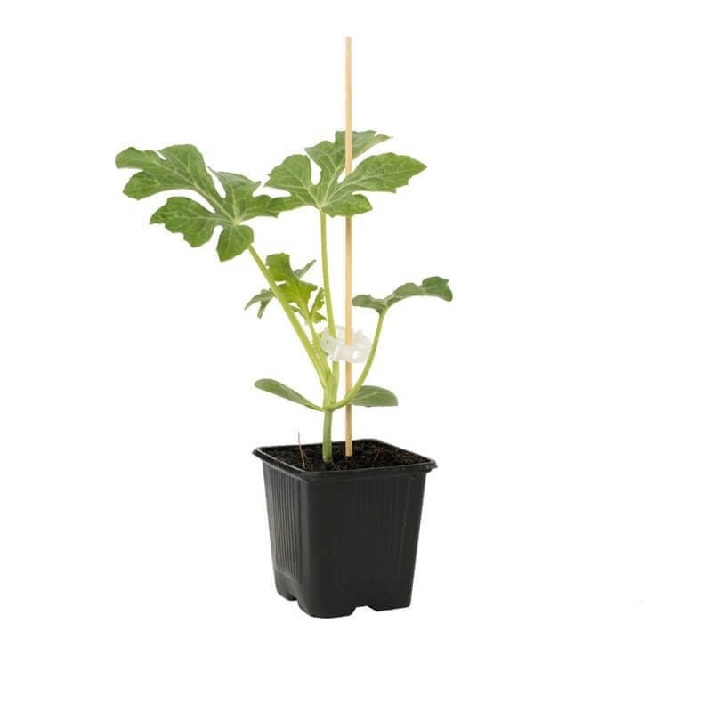 Arbuz (Rozsada owoców) Sadzonka P8 (2).jpg