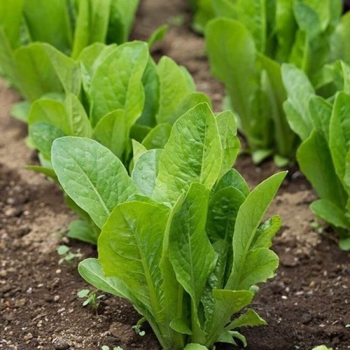 Sałata rzymska (Rozsada warzyw) sadzonka 6-pak