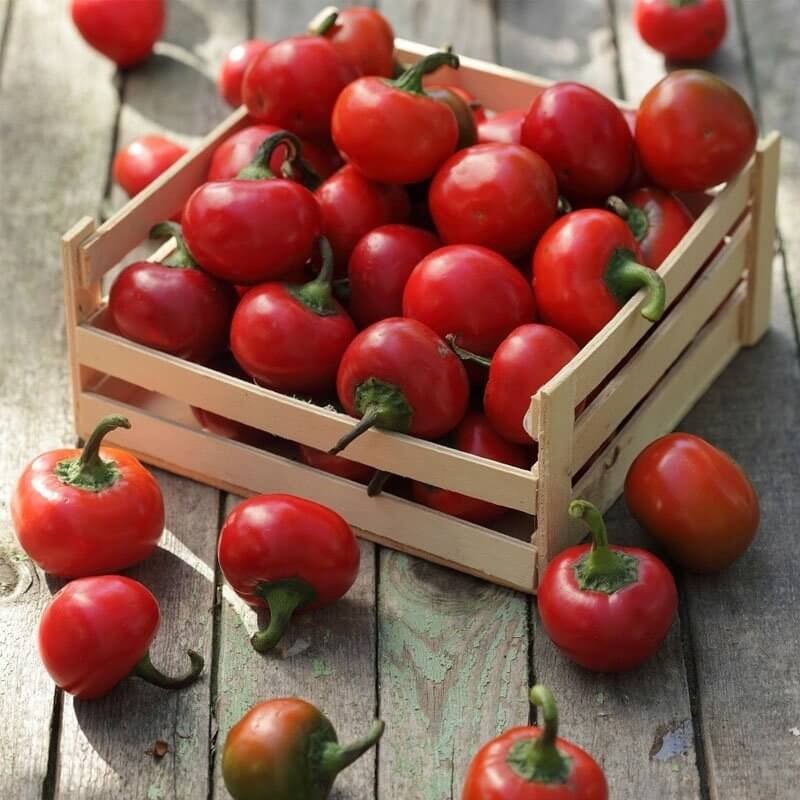 Papryka ostra KORAL (3).jpg