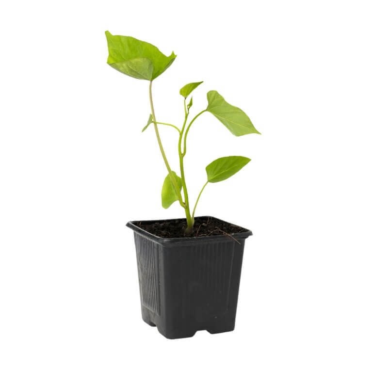 Batat - słodki Ziemniak (Rozsada warzyw) Sadzonka P8 (2).jpg