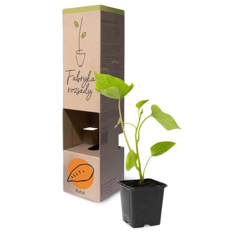 Batat - słodki Ziemniak (Rozsada warzyw) Sadzonka P8 (3).jpg