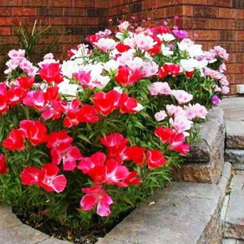 Godecja Azalia mieszanka nasiona 1g