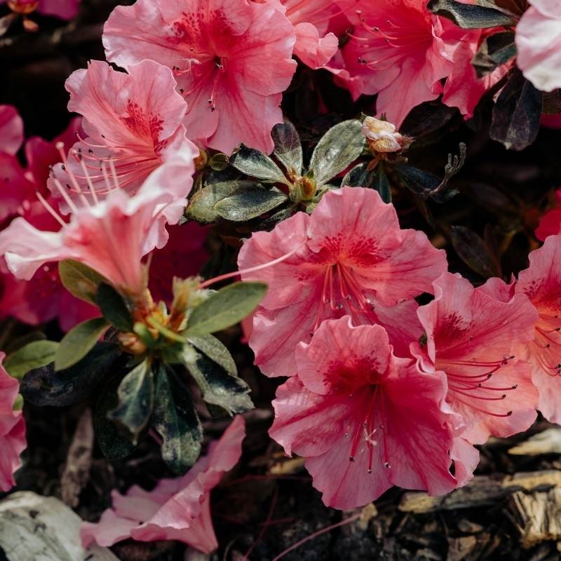 Godecja Azalia, mieszanka (Godetia grandiflora) nasiona 1g (3).jpg