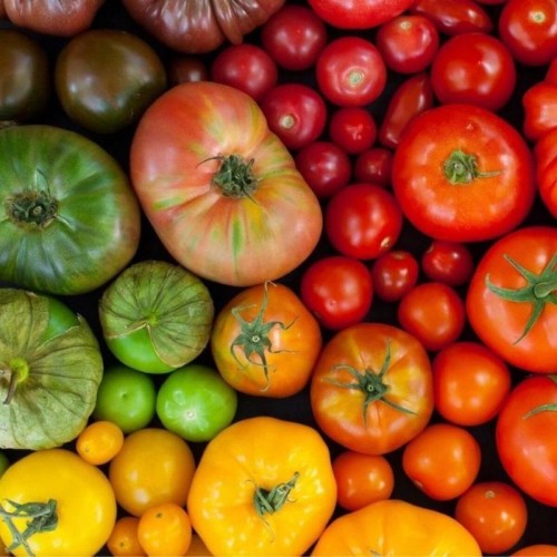 Kolekcja pomidorów nasiona