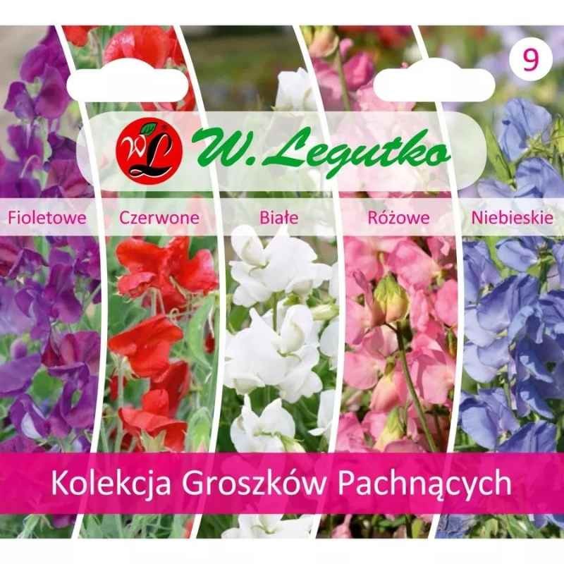 Kolekcja Groszków Pachnących (zestaw 5 odmian) nasiona (2).jpg