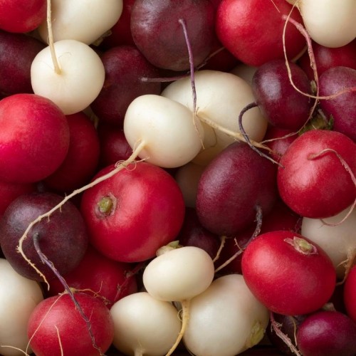 Kolekcja rzodkiewek kulistych nasiona