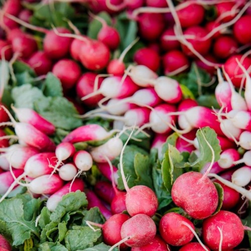 Kolekcja rzodkiewek podłużnych nasiona