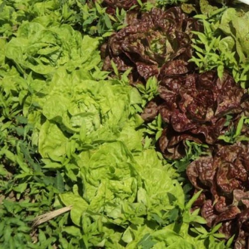 Kolekcja sałat nasiona