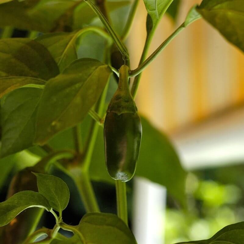 Papryka ostra JALAPENO TAM Zielona (4).jpg