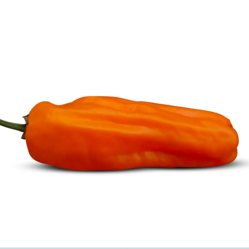 Papryka ostra JALAPENO ORANGE (1).png