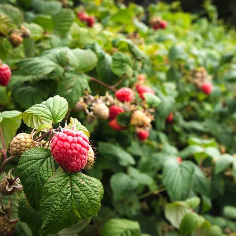 Ekologiczny Organiczny Nawóz z owczej wełny do Truskawek i Malin COMPO BIO 750 g nawozy (3).jpg